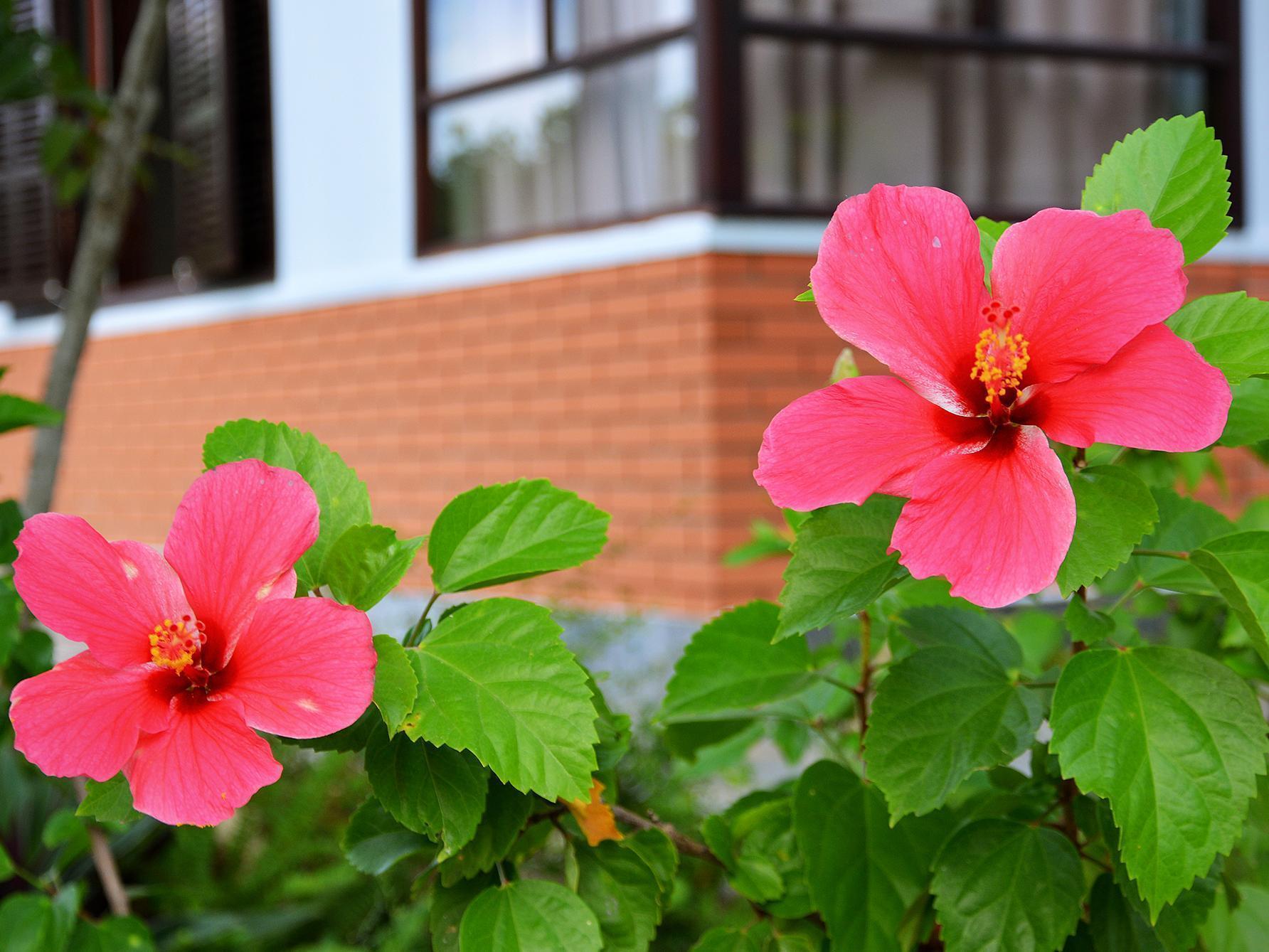 Garden Aroma Homestay هوي ان المظهر الخارجي الصورة