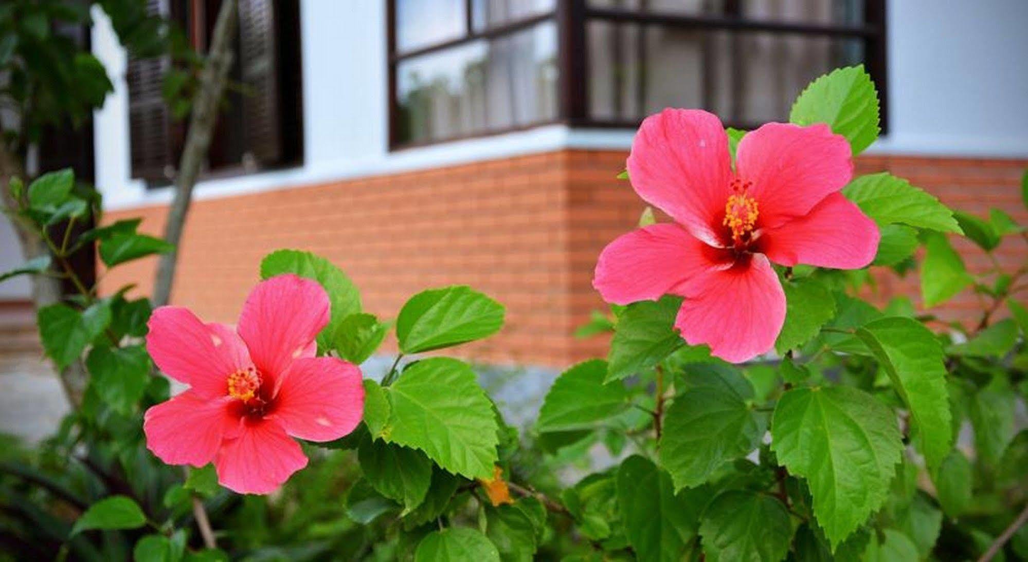 Garden Aroma Homestay هوي ان المظهر الخارجي الصورة