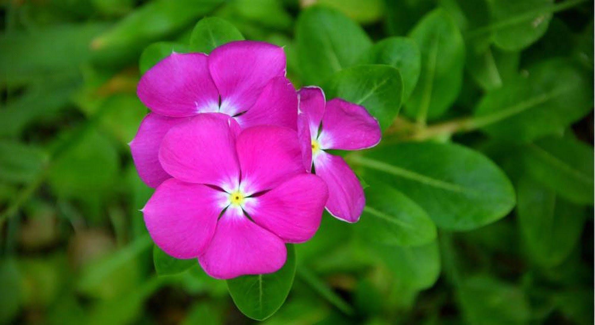 Garden Aroma Homestay هوي ان المظهر الخارجي الصورة
